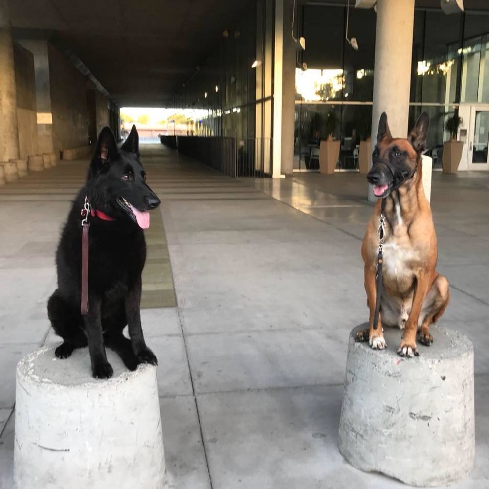 Meet your Posher, Buzz